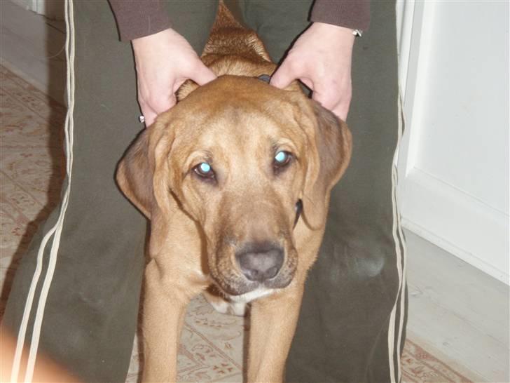 Broholmer cæsar - JEG VIL IK HA TAGET BILLEDE HAHA<3 billede 5