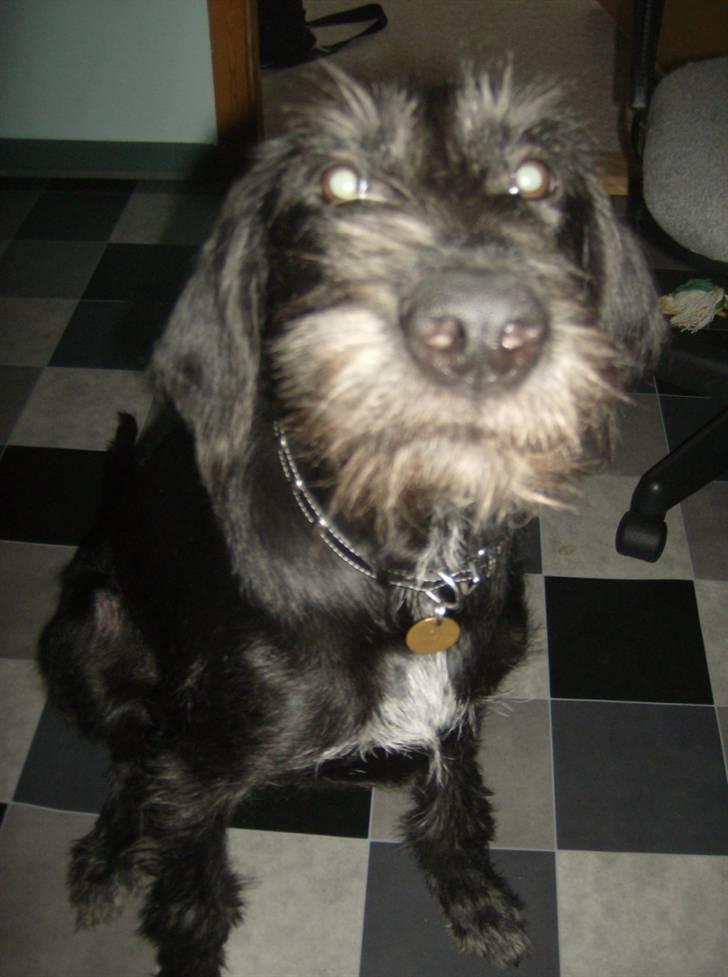 Blanding af racer Laika 18/7 - NEJ mor jeg skal ikke barberes *17/1* billede 20