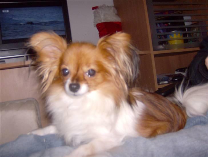 Papillon molly billede 14