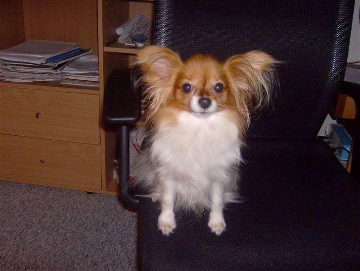 Papillon molly billede 15