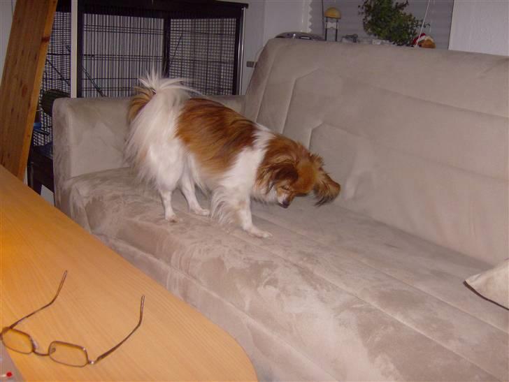 Papillon molly billede 16