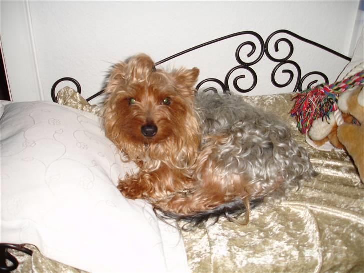 Yorkshire terrier Sofus - Sofus i hans fine seng billede 1