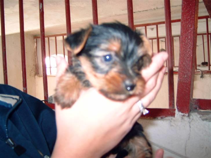 Yorkshire terrier Sofus - Sofus ca. 5 uger gammel billede 2