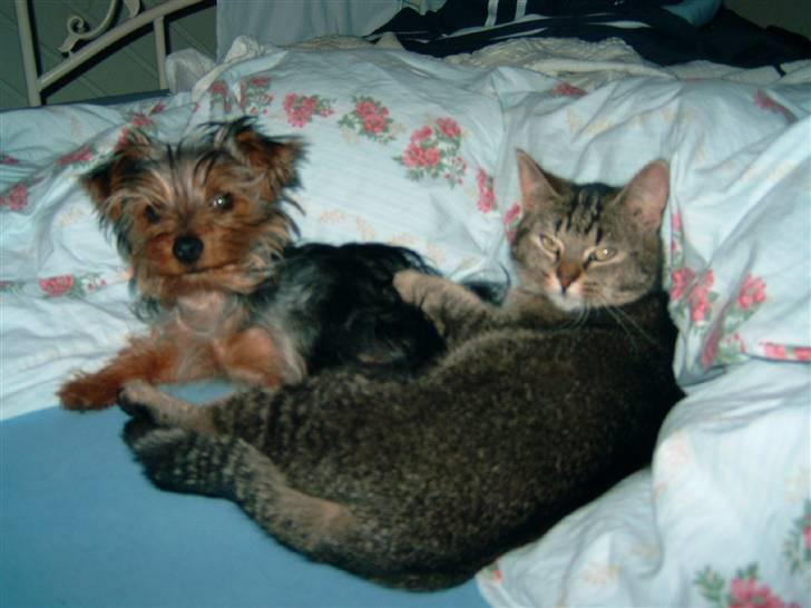 Yorkshire terrier Sofus - Hans første legekammerat billede 3
