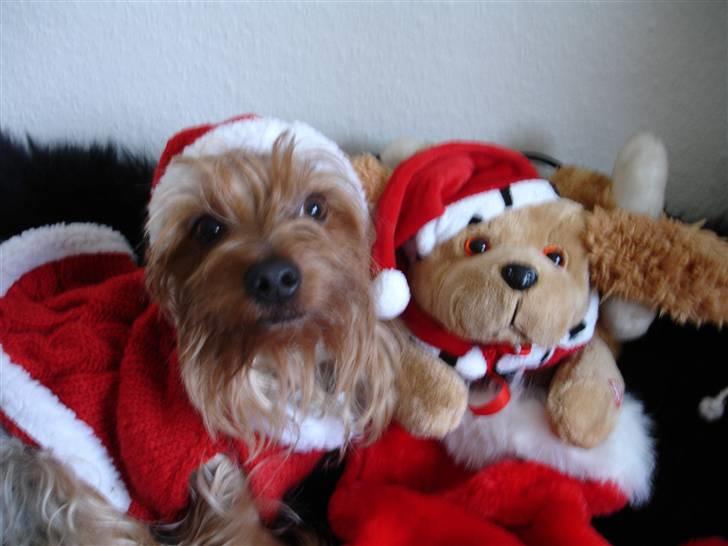 Yorkshire terrier Sofus - Julebillede som vi brugte til julekort billede 4