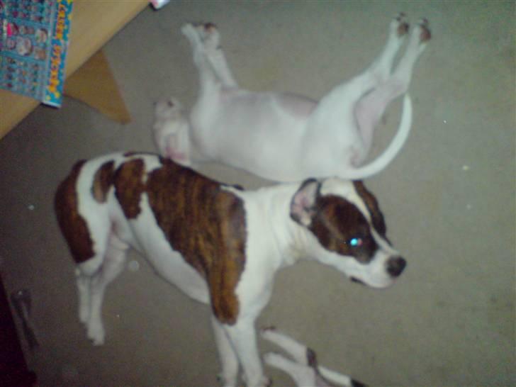 Blanding af racer Munnie - Bror Basse Og Farmand Simba =) billede 9