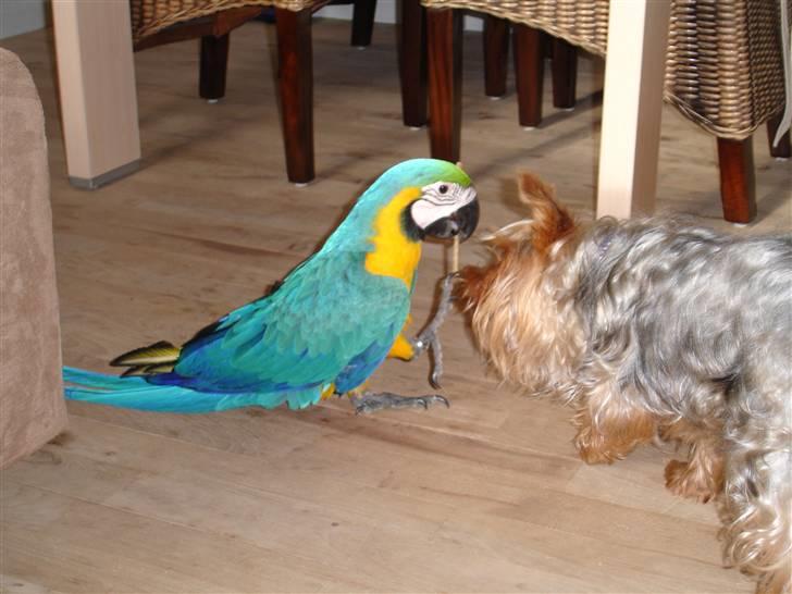 Yorkshire terrier Sofus - Sofus med min Papegøje Poppe, som elsker at stjæle hans tyggepinde billede 5