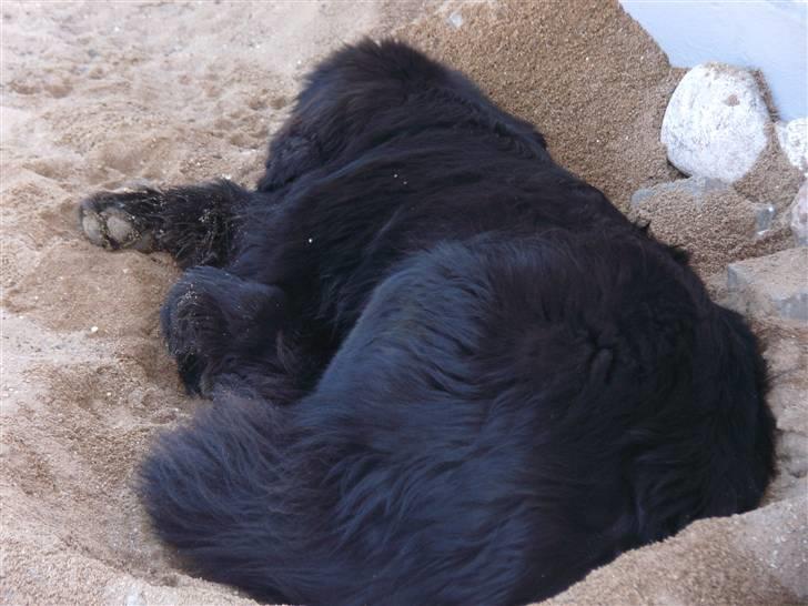 Newfoundlænder Buffas - det er varmt at være newf.. billede 19