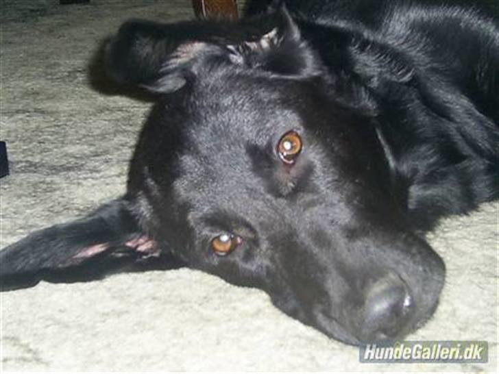 Blanding af racer Bailey - Uha det trækker ned i mit øre :-O billede 1