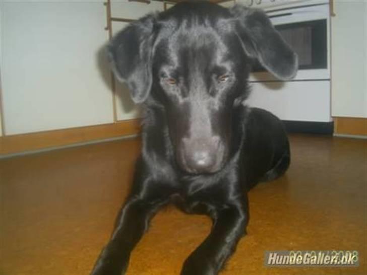 Blanding af racer Bailey - Gi´ mig nu den guffer!! den ligger lige der! billede 2