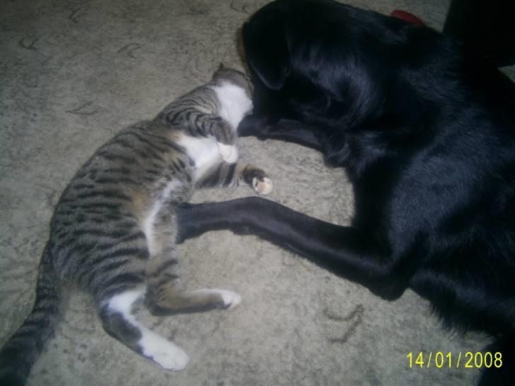 Blanding af racer Bailey - Han har lige en hygge stund med Piv billede 3