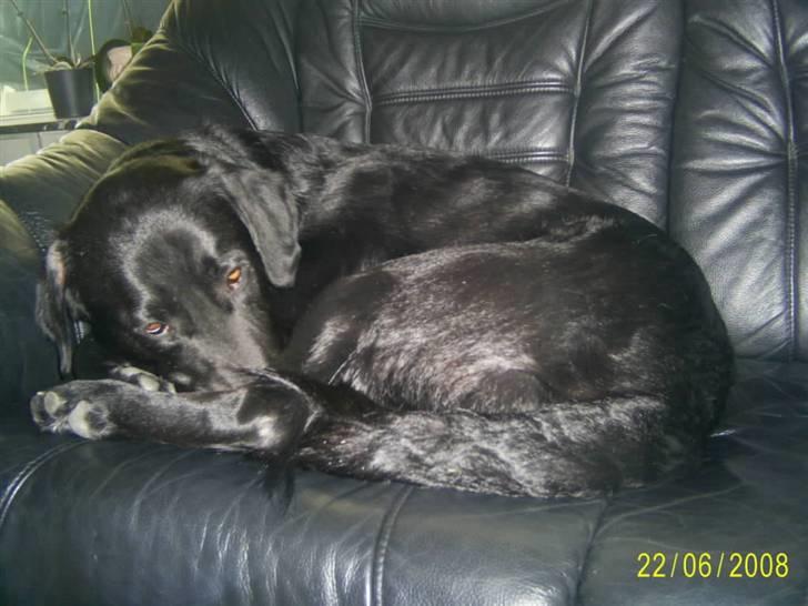 Blanding af racer Bailey - ZZZZZZZZZZ billede 4