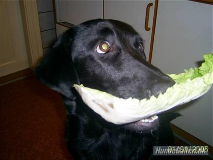 Blanding af racer Bailey - Se lige så sund jeg er ;o) billede 5