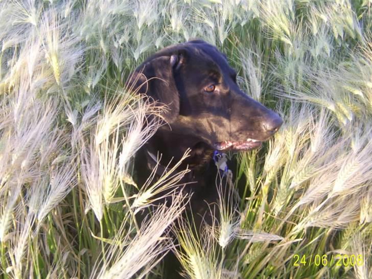 Blanding af racer Bailey - På tur i kornet billede 6