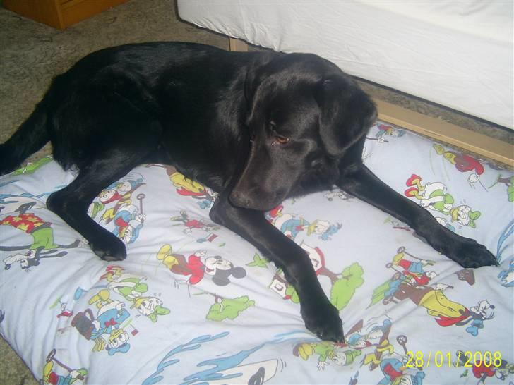 Blanding af racer Bailey - Bailey putter lige på hans dyne billede 7