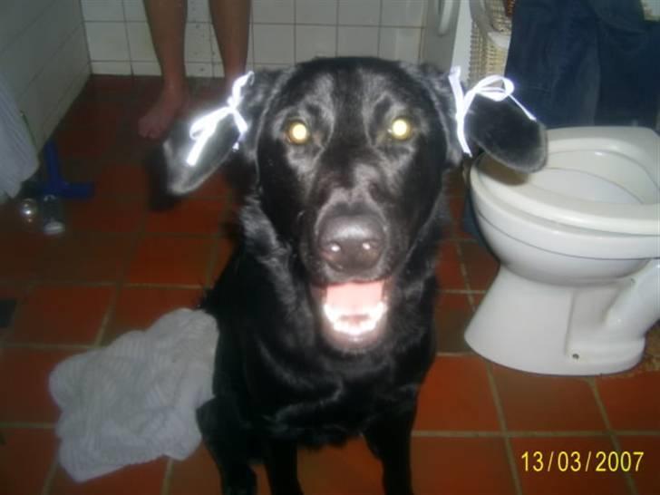 Blanding af racer Bailey - Se lige mig,, jeg er da ikk en dame hund,,, altså,, billede 8