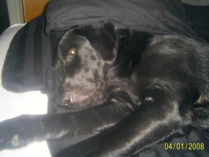 Blanding af racer Bailey - Er gået død efter at ha´ leget med far,,, ZZZZZZ billede 9