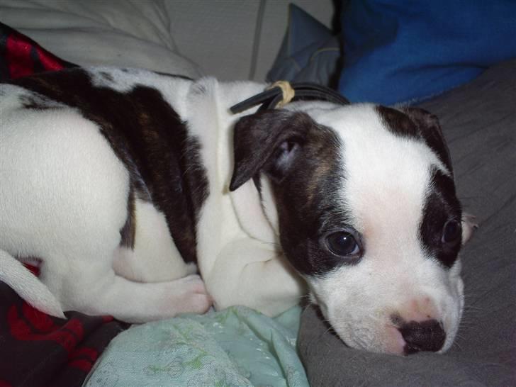 Blanding af racer Munnie - Første qanq jeq er hos mor =) billede 10