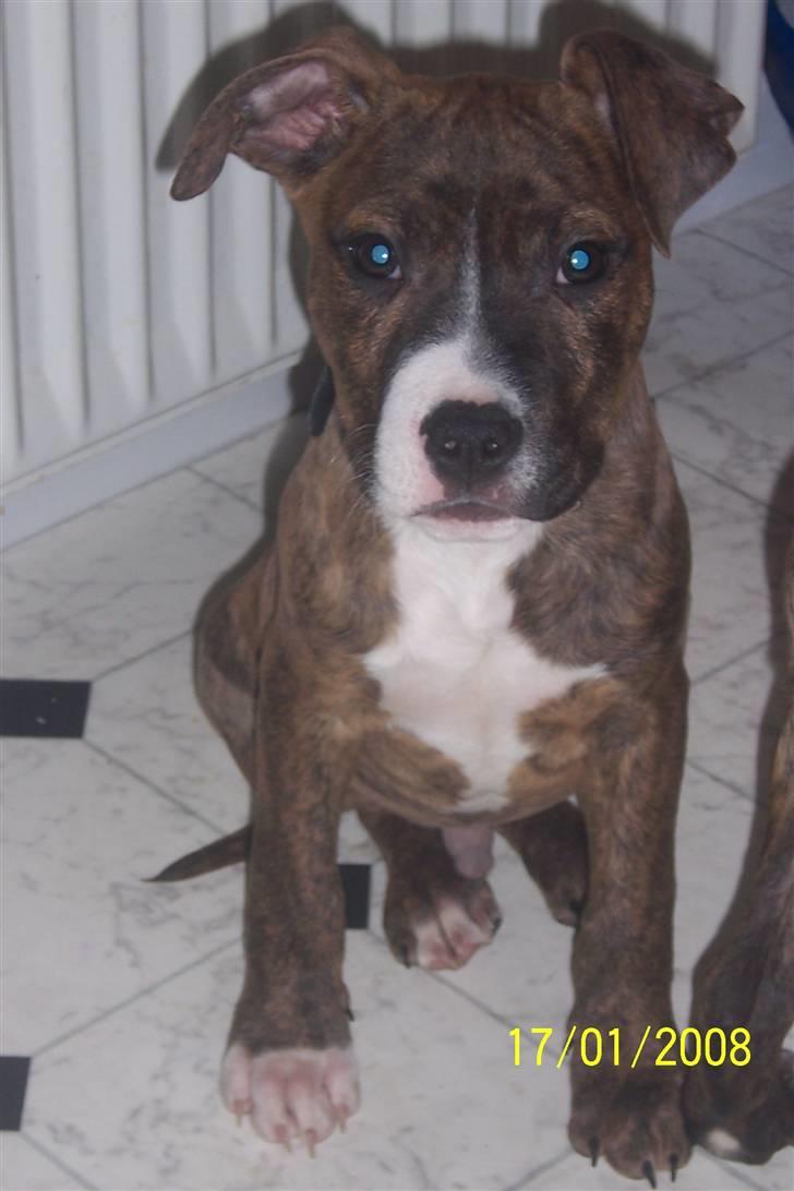 Amerikansk staffordshire terrier Diablo billede 1