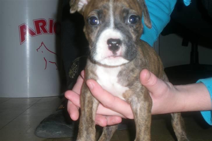 Amerikansk staffordshire terrier Diablo billede 2
