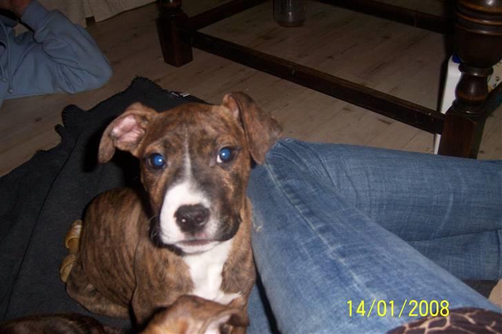 Amerikansk staffordshire terrier Diablo billede 3