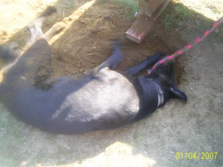 Blanding af racer Bailey - Hvor doven kan man være,,, ligger ned og graver et hul :o/ billede 10