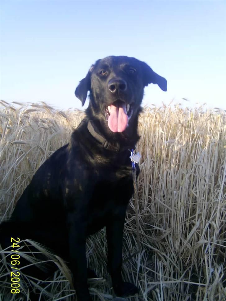 Blanding af racer Bailey - Smukke Bailey billede 11