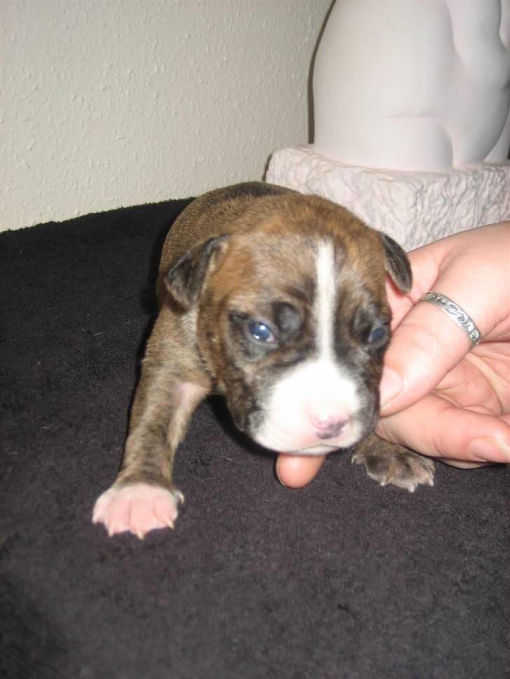 Amerikansk staffordshire terrier Diablo billede 4