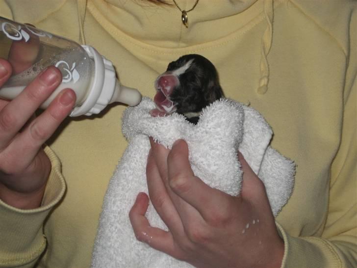 Amerikansk staffordshire terrier Diablo billede 5