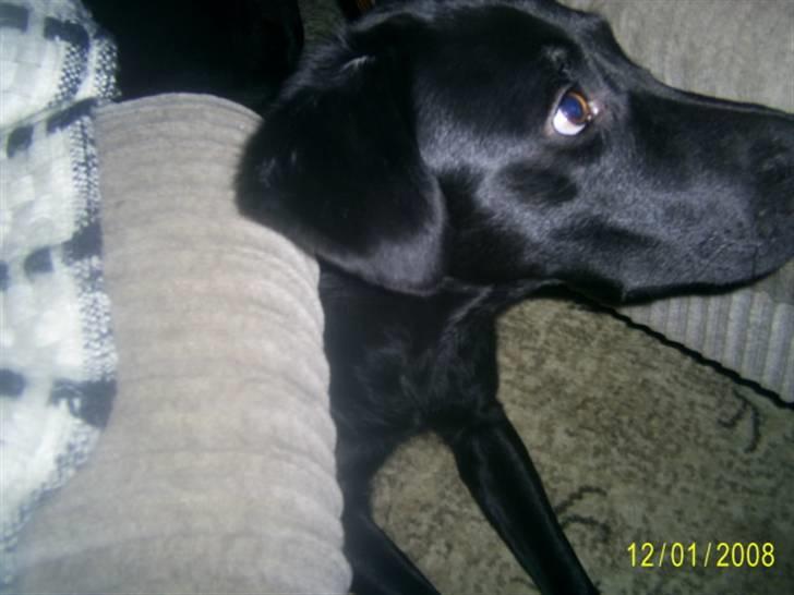 Blanding af racer Bailey - Hey er det mad du har der oppe?? billede 12