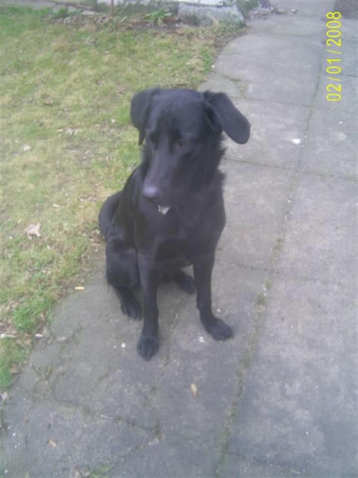 Blanding af racer Bailey - Søde Bailey<3<3 billede 13