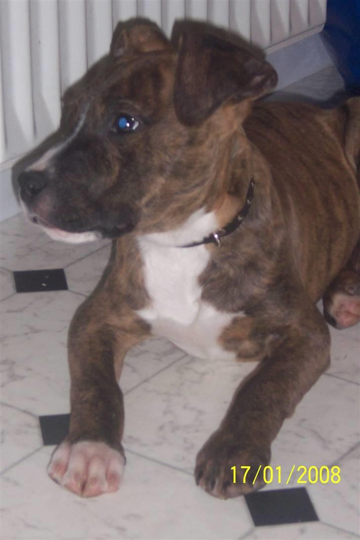 Amerikansk staffordshire terrier Diablo billede 6