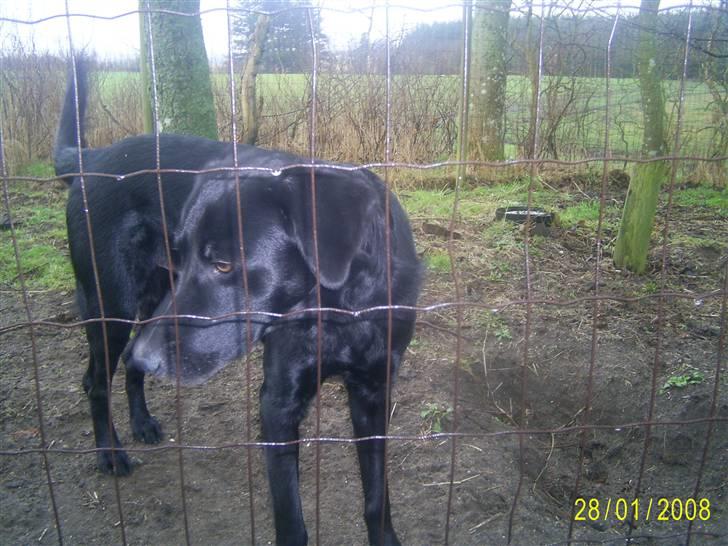 Blanding af racer Bailey - Øv gider ikk sidde i hundegården,, LUK MIG UD!!! billede 14