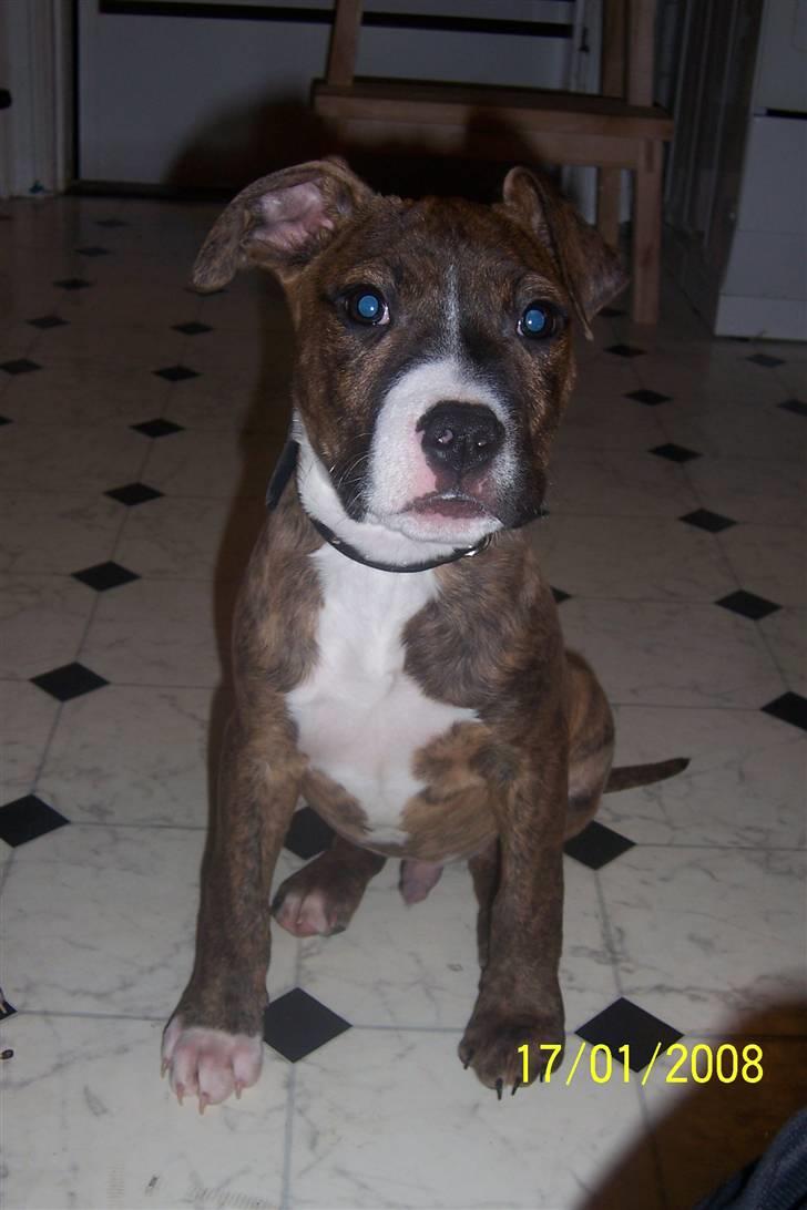 Amerikansk staffordshire terrier Diablo billede 7