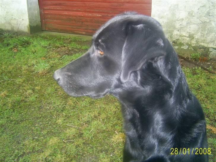 Blanding af racer Bailey - Smukke Bailey ude i gården billede 15