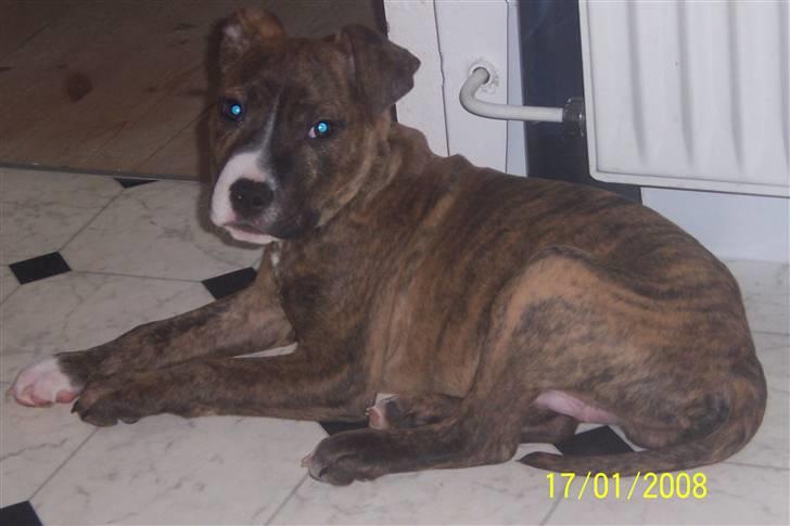 Amerikansk staffordshire terrier Diablo billede 8