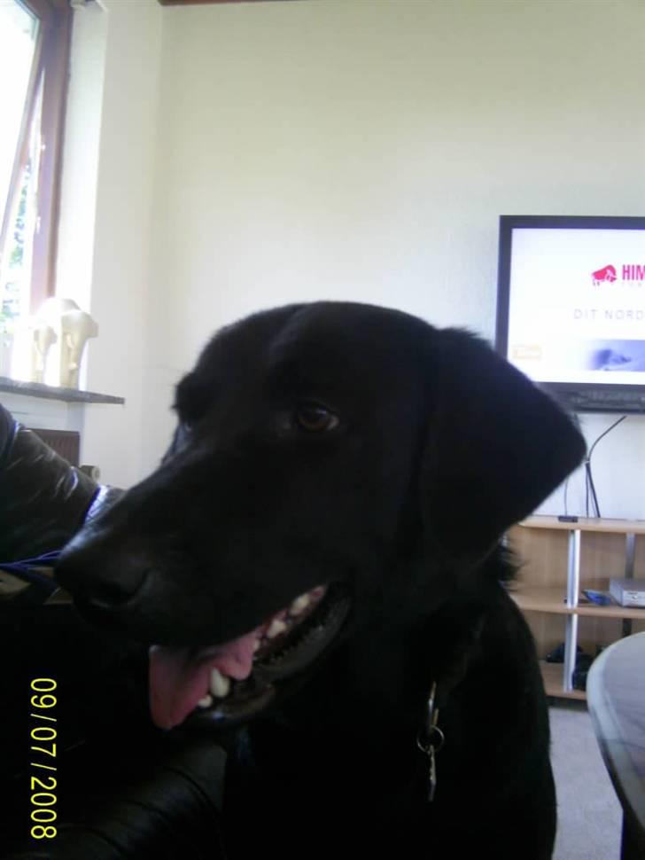 Blanding af racer Bailey - hygger med far billede 16