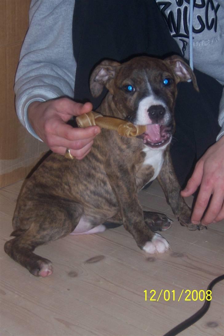 Amerikansk staffordshire terrier Diablo billede 9