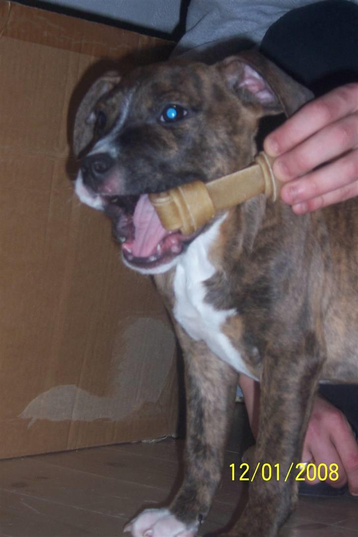 Amerikansk staffordshire terrier Diablo billede 10