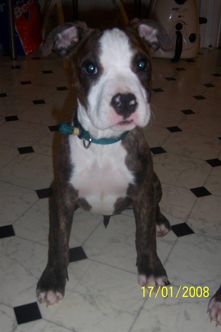 Amerikansk staffordshire terrier Düchezz billede 7