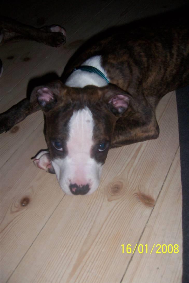 Amerikansk staffordshire terrier Düchezz billede 8