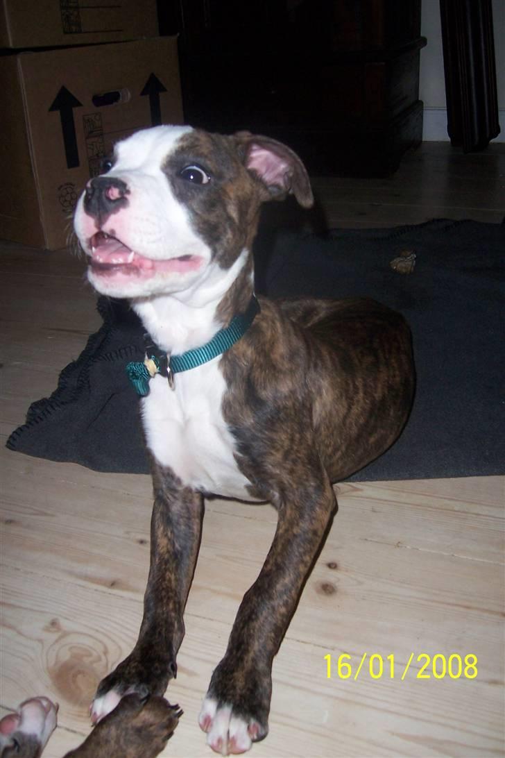 Amerikansk staffordshire terrier Düchezz billede 9