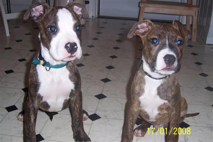 Amerikansk staffordshire terrier Düchezz - En Stor lillesøster Diablo har i Düchezz *ss* billede 10