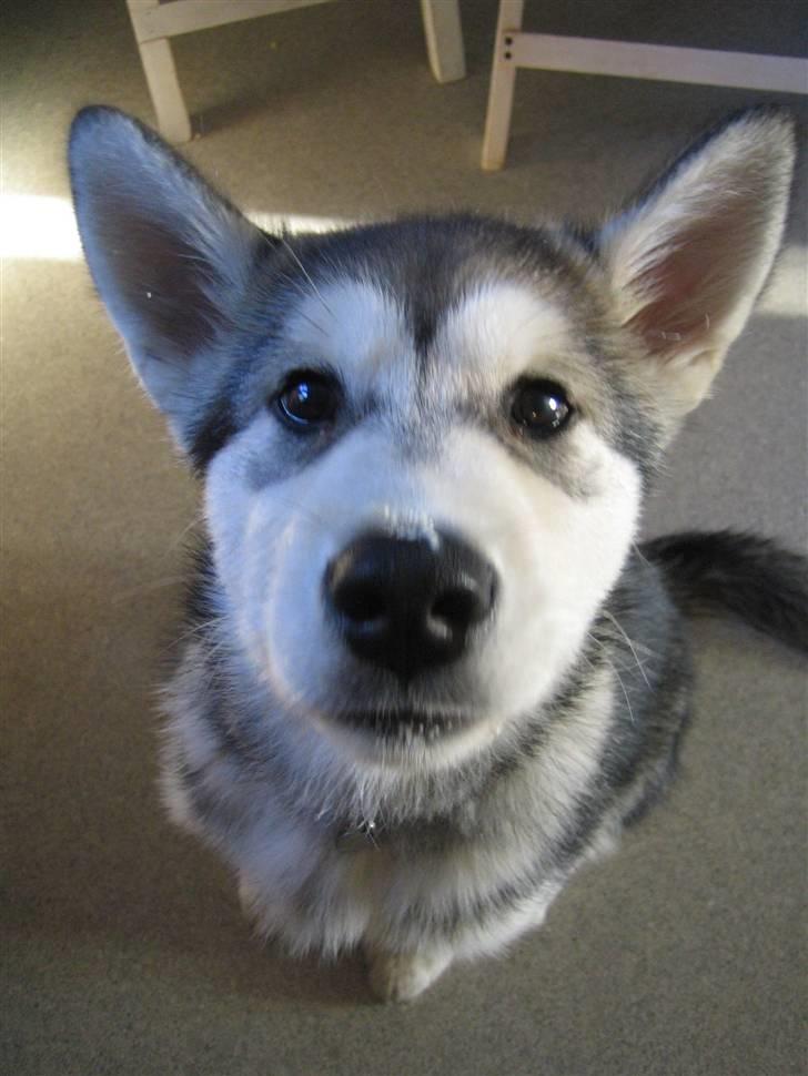 Alaskan malamute Bowie - Jeg har ikke fået flødeskum af mors kusine - min næsetip er bare naturlig belagt med en klat flødeskum! billede 7