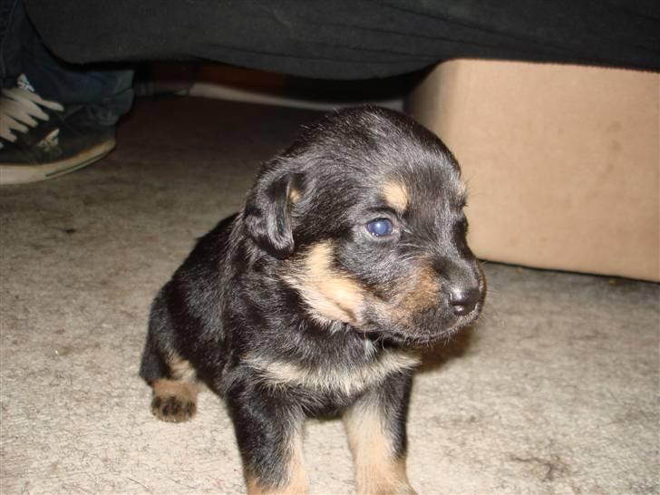 Blanding af racer Maggie - Maggie, 3 uger og 3 dage billede 1