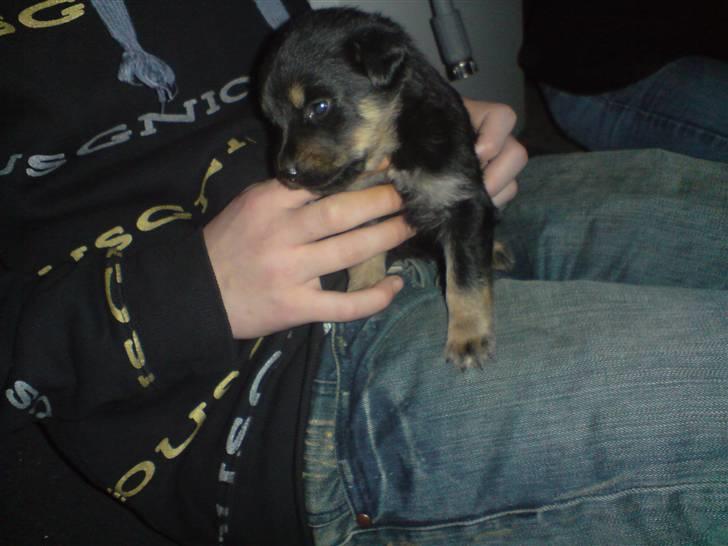 Blanding af racer Maggie - Maggie som sidder hos min bror (3 uger og 3 dage) billede 2