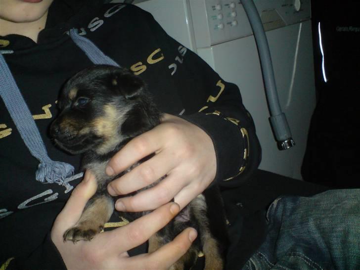 Blanding af racer Maggie - Maggie som sidder hos min bror (3 uger og 3 dage) billede 3