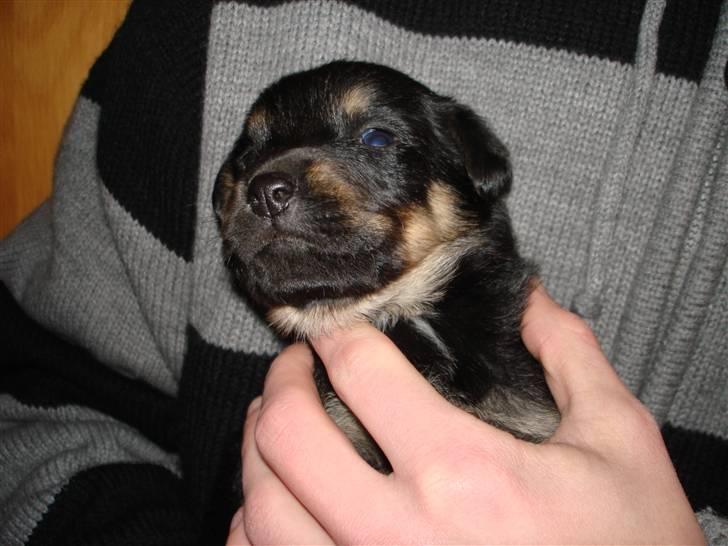 Blanding af racer Maggie - Maggie som sidder hos mig (3 uger og 3 dage) billede 4