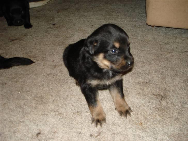 Blanding af racer Maggie - Maggie som sidder og kigger (3 uger og 3 dage) billede 5