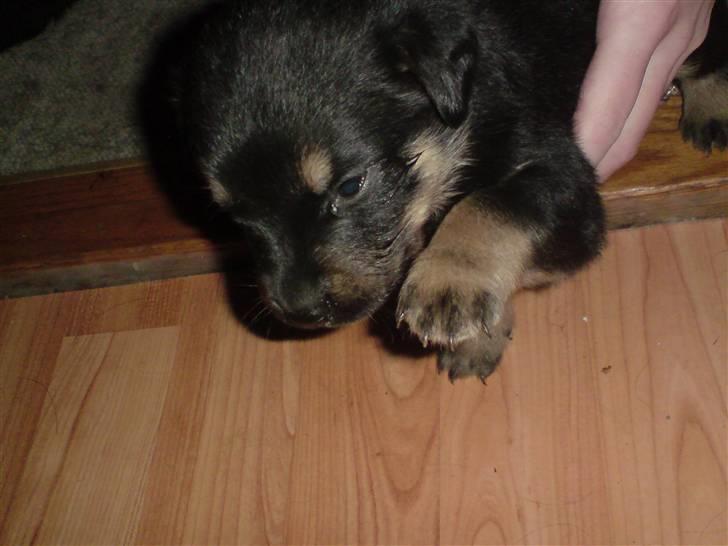 Blanding af racer Maggie - Maggie, (3 uger og 6 dage) billede 6